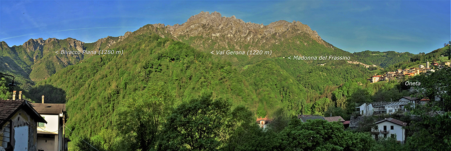Primula albenensis sul versante nord-orientale del Monte Alben